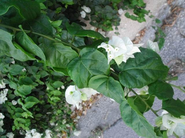 Bougainvillea spectabilis cv (Nyctaginaceae)